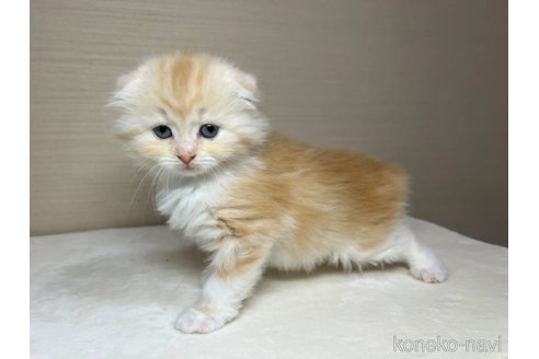 成約済の茨城県のスコティッシュフォールド(折れ耳)-81425の4枚目